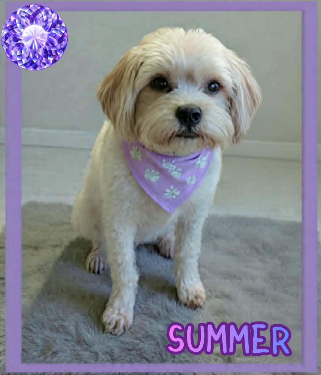 Summer, adopted, Young Female Maltipoo.
