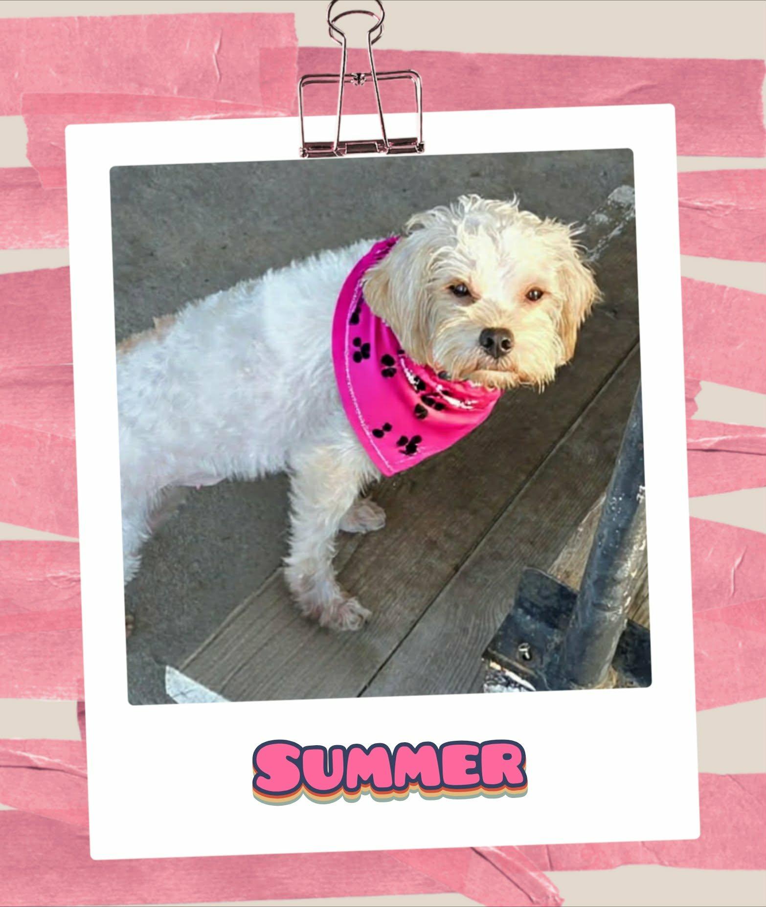 Enlarge Summer, an adopted Maltipoo in Grove, OK image 3/4