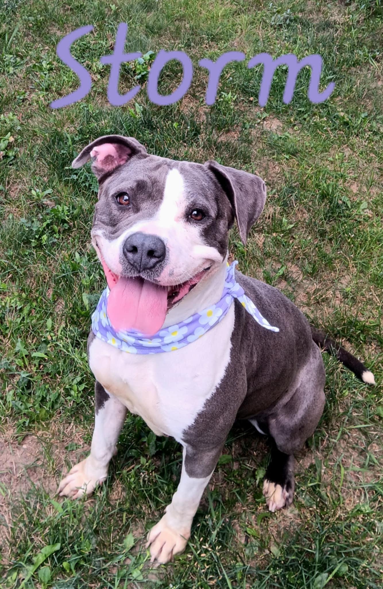 STORM, an adoptable Pit Bull Terrier in Cadillac, MI, 49601 | Photo Image 1