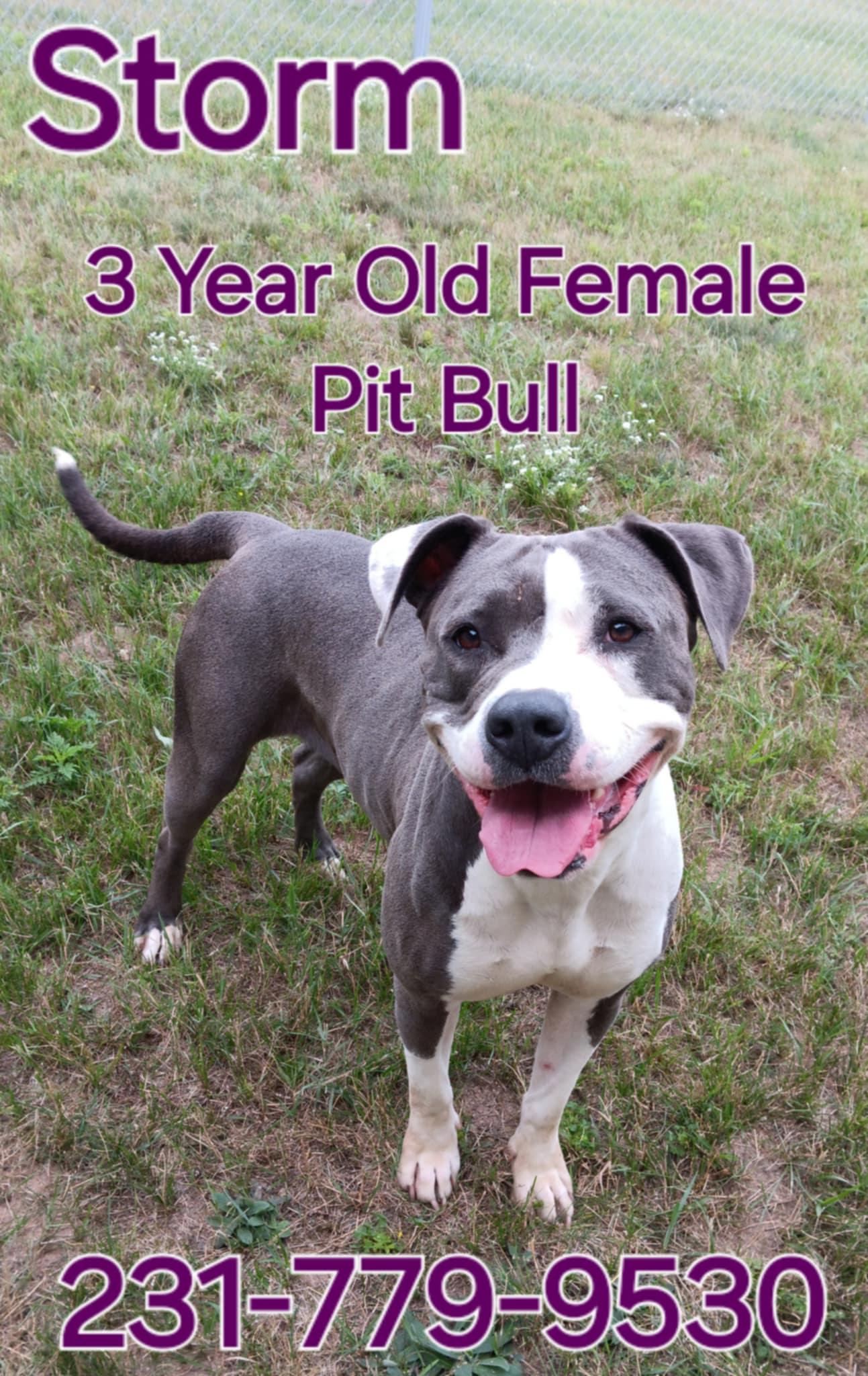 STORM, an adoptable Pit Bull Terrier in Cadillac, MI, 49601 | Photo Image 3