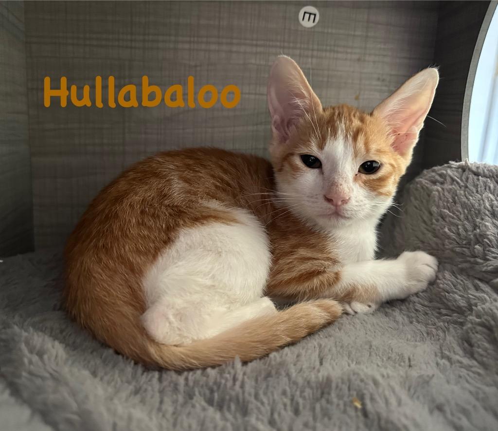 Hullabaloo