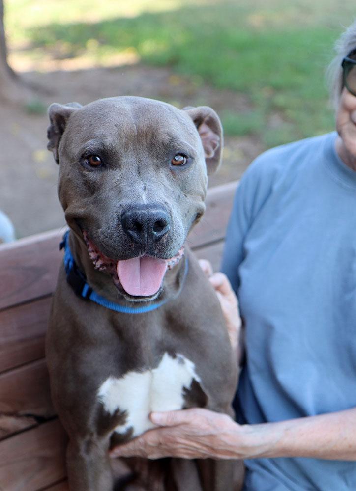 Rains (AO34934), a Adoptable mixed breed in Kansas City, KS image 4/6