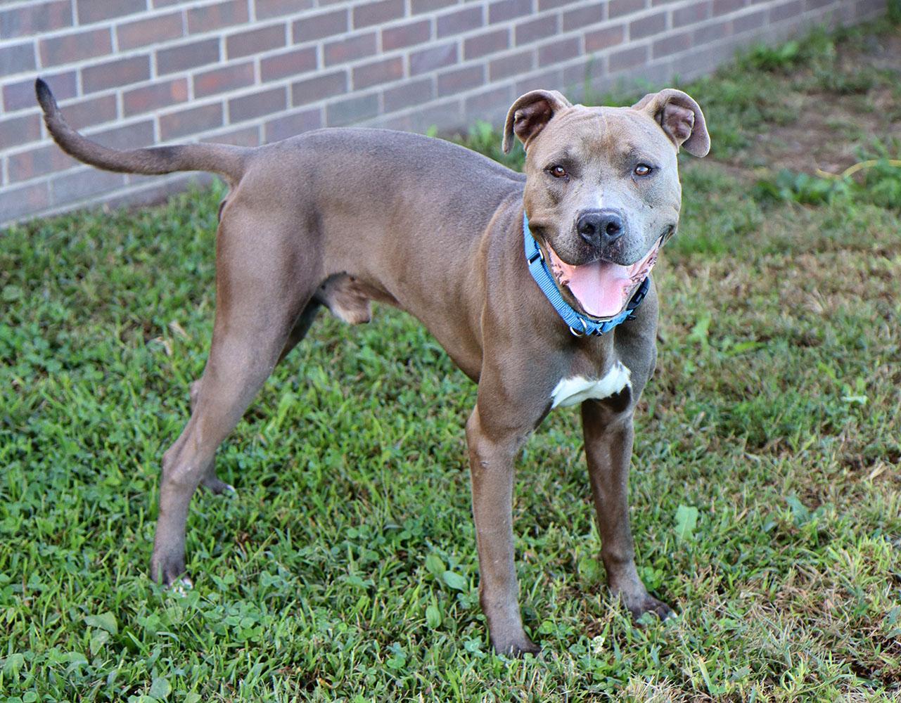 Rains (AO34934), a Adoptable mixed breed in Kansas City, KS image 5/6