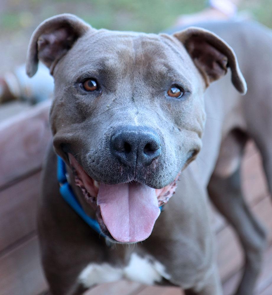 Rains (AO34934), a Adoptable mixed breed in Kansas City, KS image 6/6