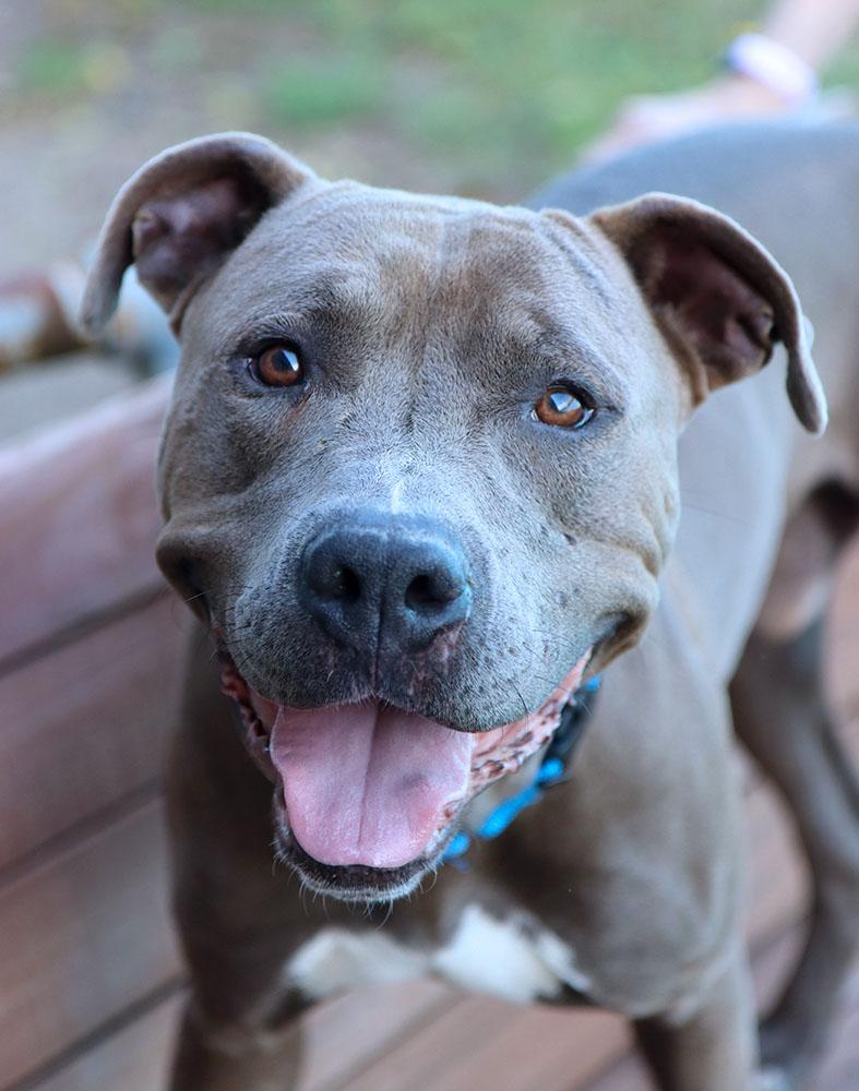 Rains (AO34934), a Adoptable mixed breed in Kansas City, KS image 1/6