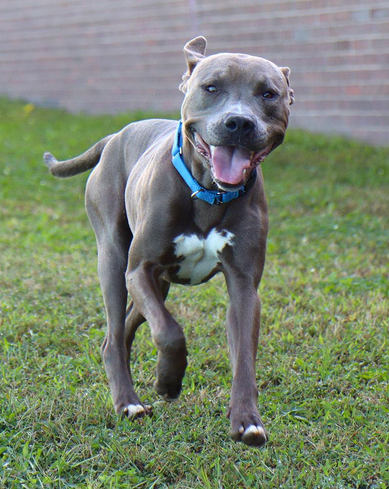 Rains (AO34934), a Adoptable mixed breed in Kansas City, KS image 3/6