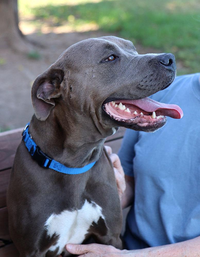 Rains (AO34934), a Adoptable mixed breed in Kansas City, KS image 2/6