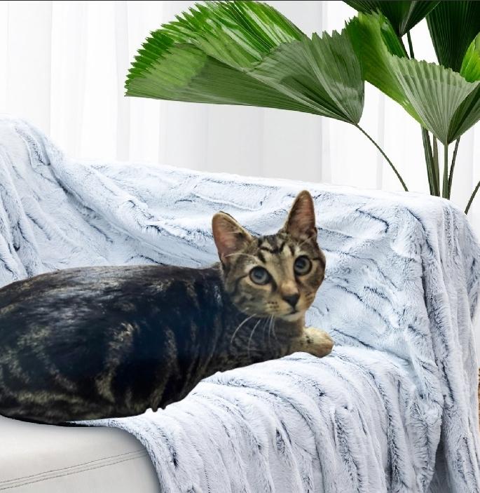 Enlarge Ozzy, a Adoptable mixed breed in Charlotte, NC image 1/2