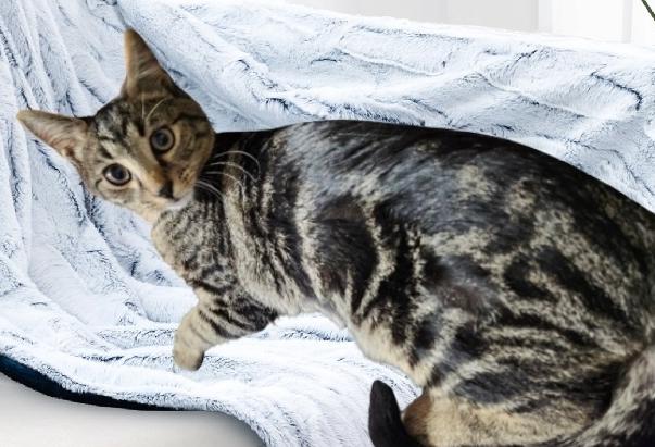 Ozzy — thumbnail 2