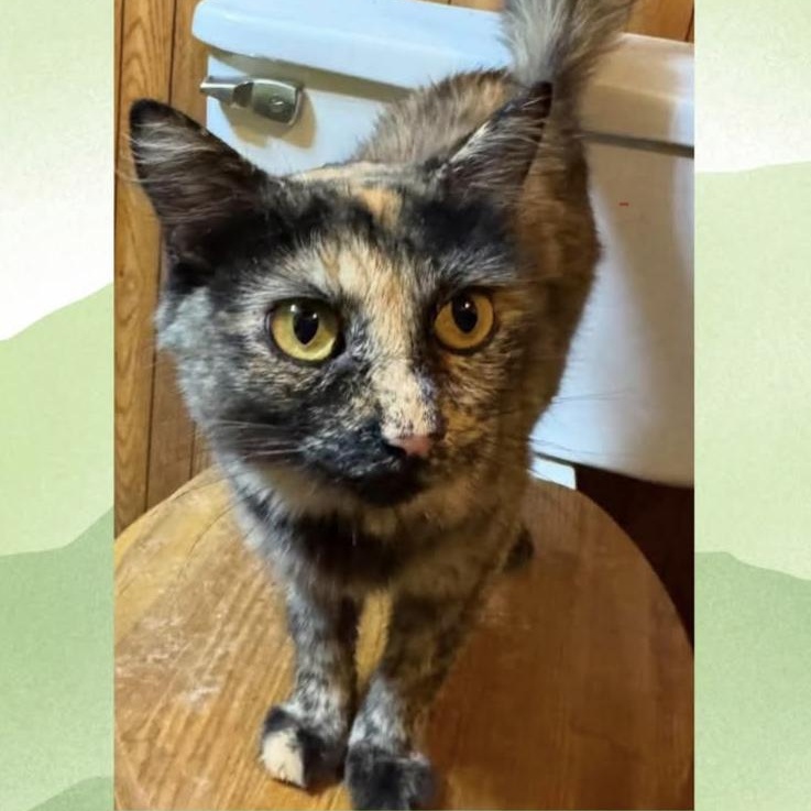 Gigi, Adoptable, Adult Female American Shorthair.