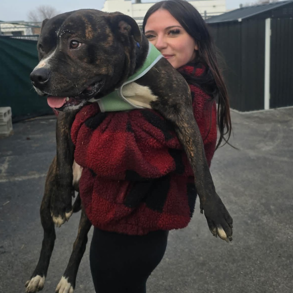 Enlarge Tyson , a ADOPTABLE mixed breed in Plainfield, IL image 2/6