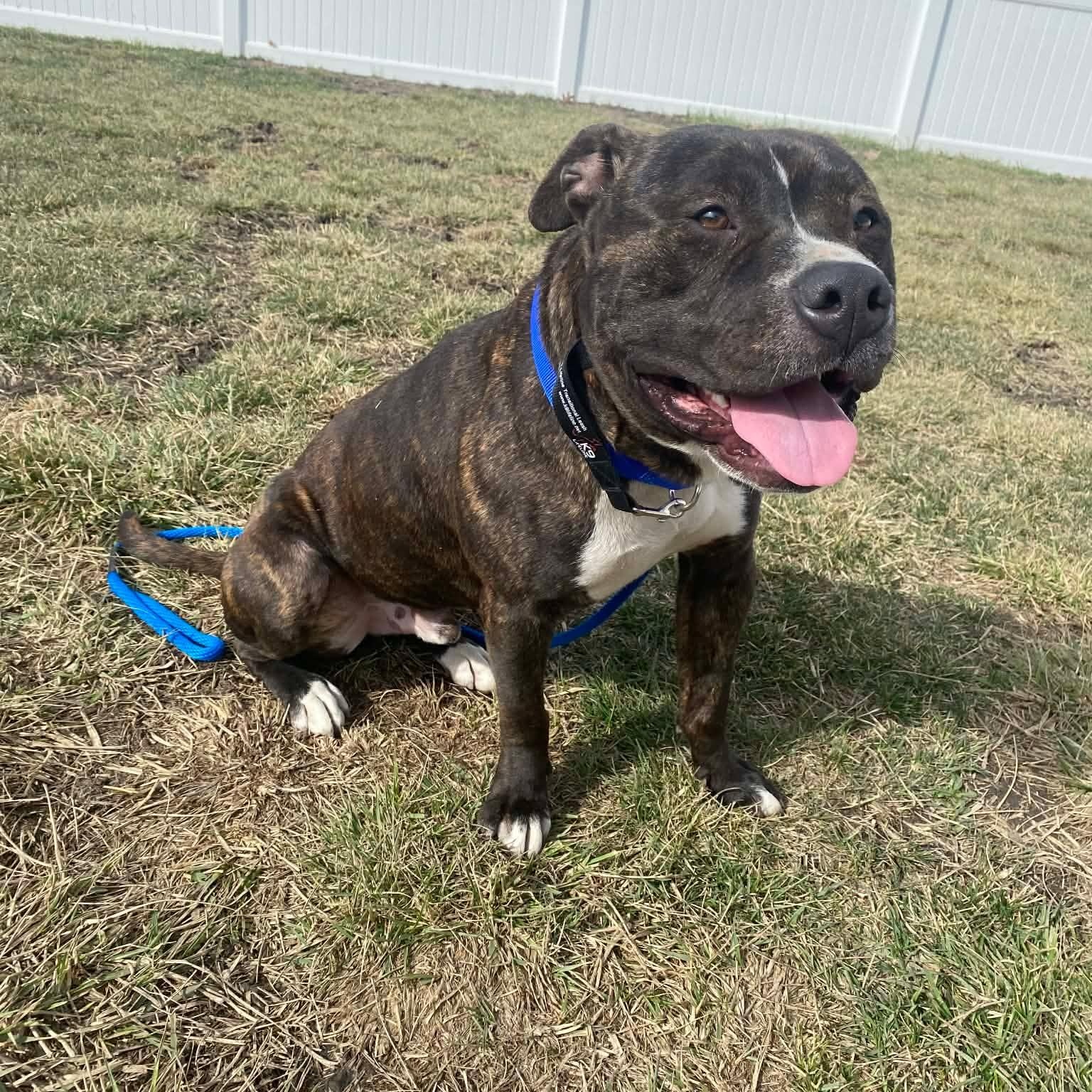 Enlarge Tyson $0 adoption fee , a ADOPTABLE mixed breed in Minooka, IL image 3/6