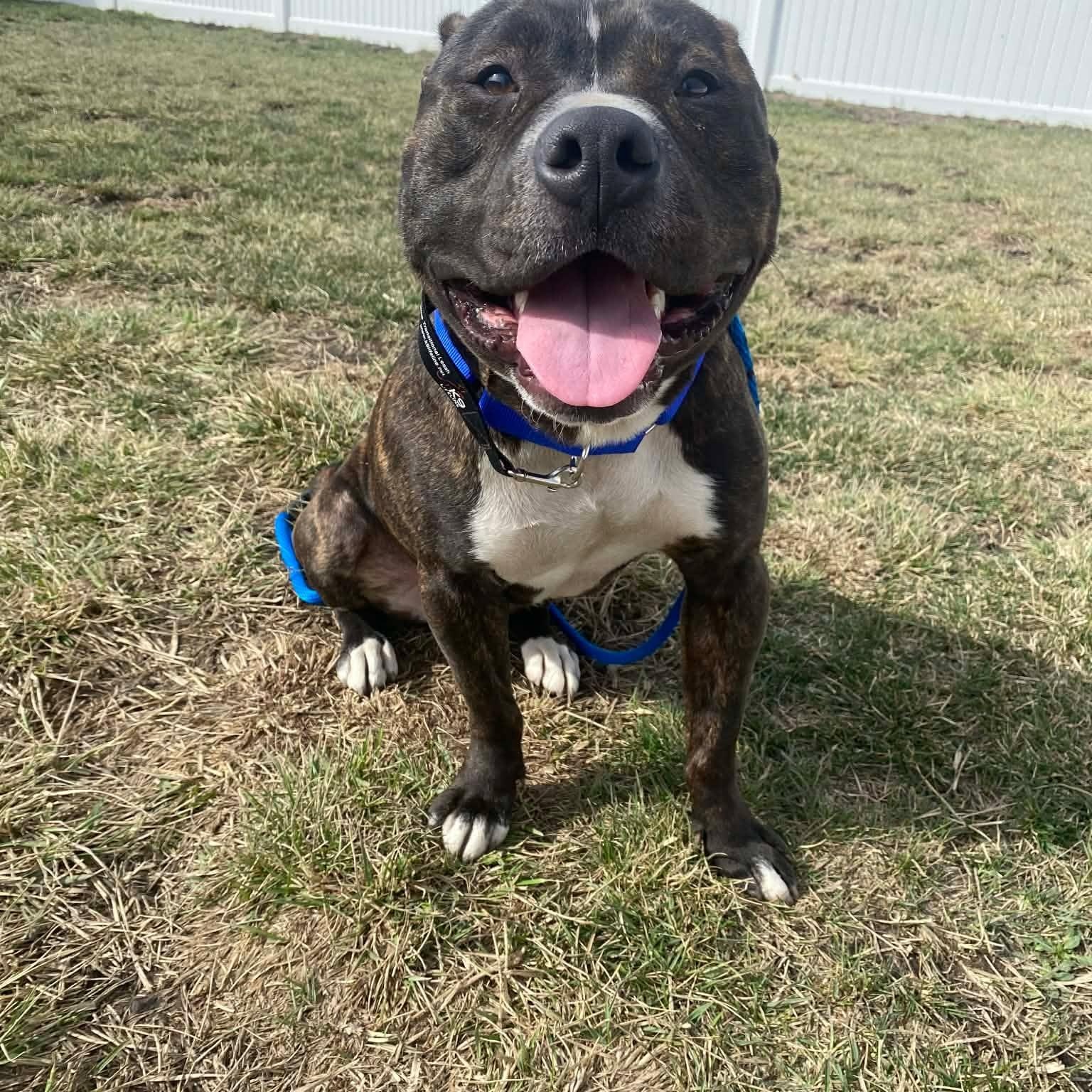 Enlarge Tyson $0 adoption fee , a ADOPTABLE mixed breed in Minooka, IL image 1/6