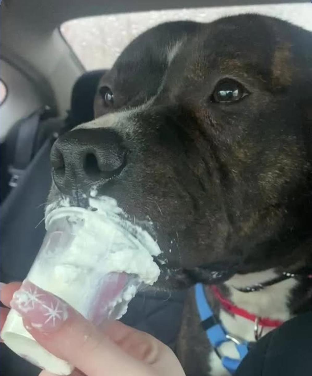 Enlarge Tyson , a ADOPTABLE mixed breed in Plainfield, IL image 6/6