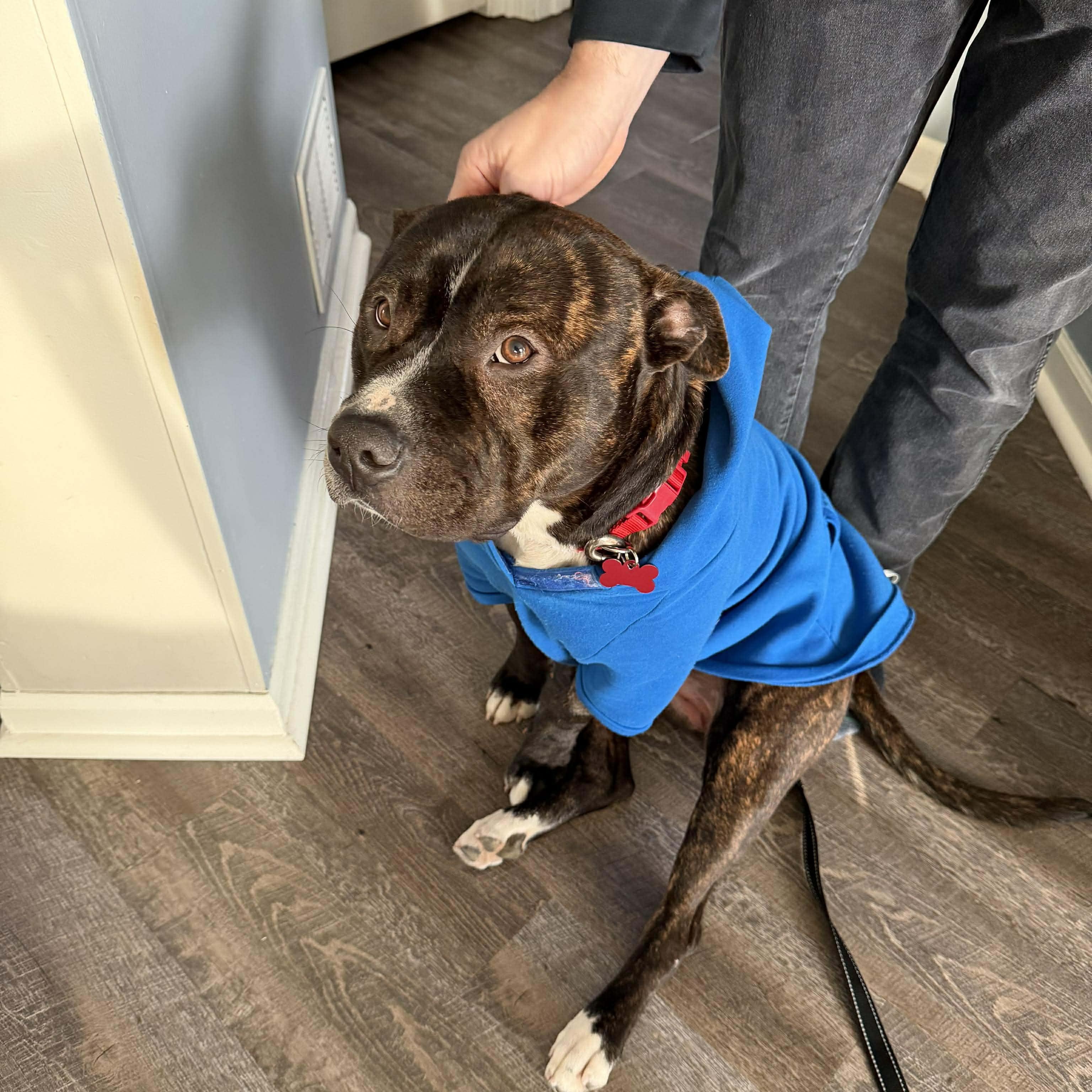 Tyson $0 adoption fee , ADOPTABLE, Young Male Bulldog.