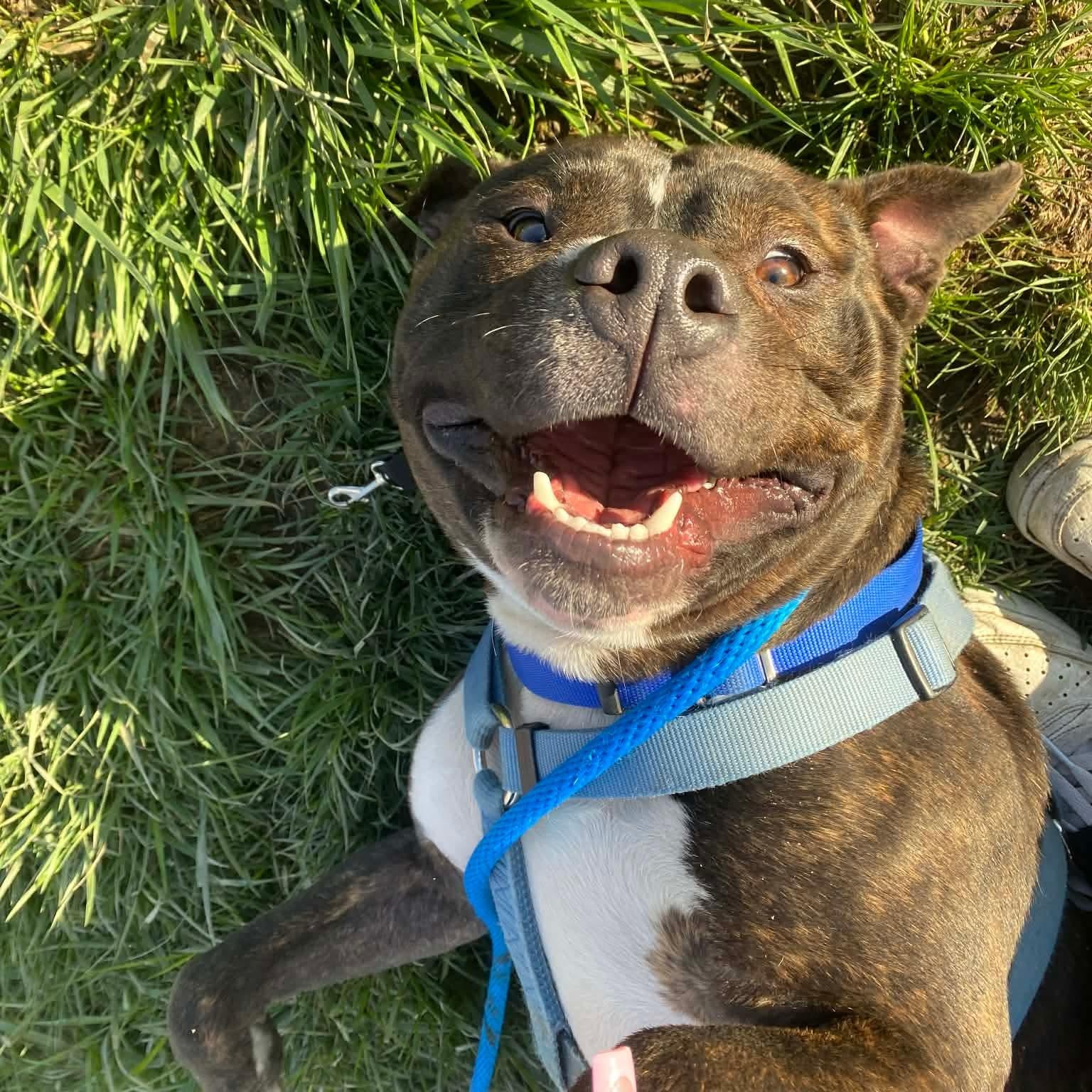 Tyson $0 adoption fee , ADOPTABLE, Young Male Bulldog.