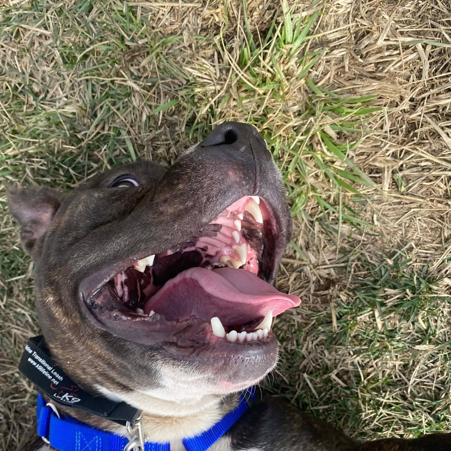 Enlarge Tyson $0 adoption fee , a ADOPTABLE mixed breed in Minooka, IL image 5/6