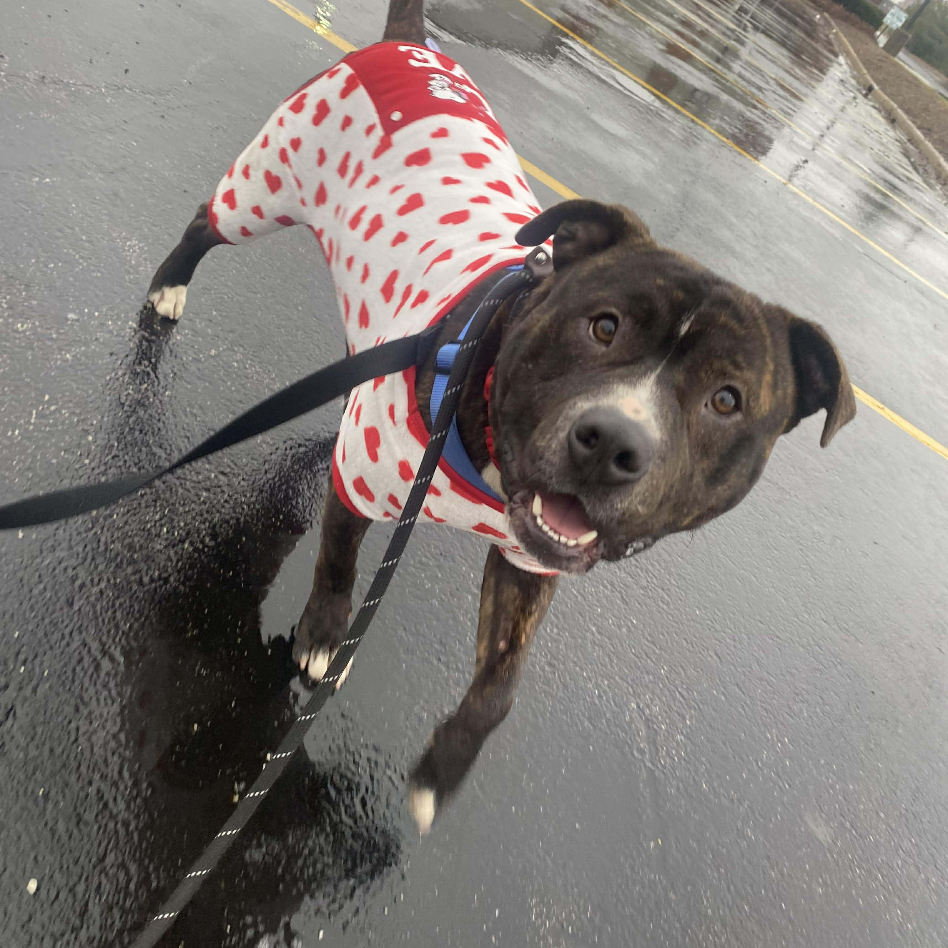 Tyson , ADOPTABLE, Adult Male Bulldog.