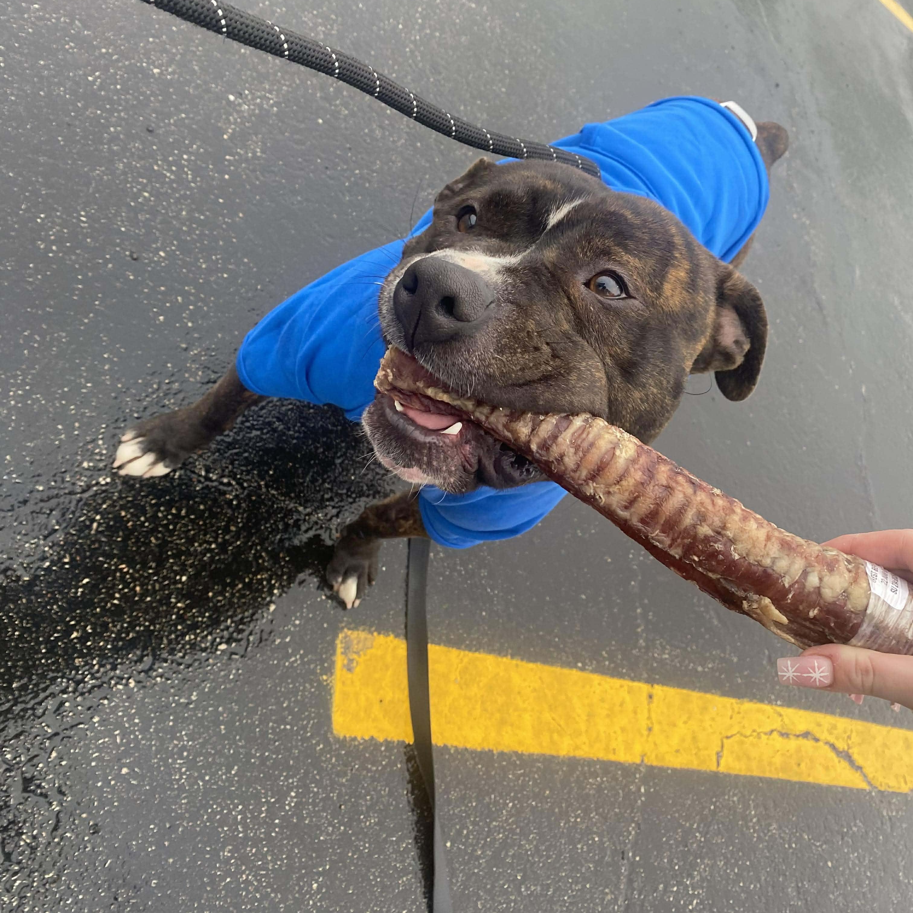 Enlarge Tyson , a ADOPTABLE mixed breed in Plainfield, IL image 3/6