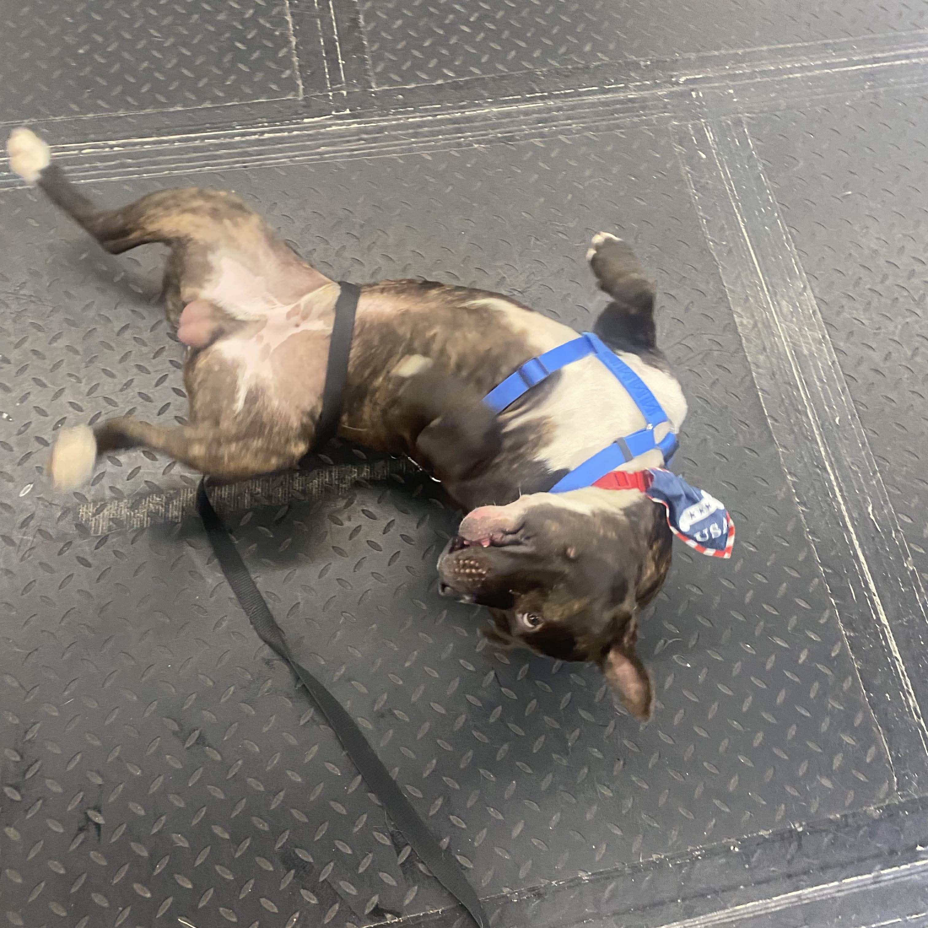 Enlarge Tyson , a ADOPTABLE mixed breed in Plainfield, IL image 4/6