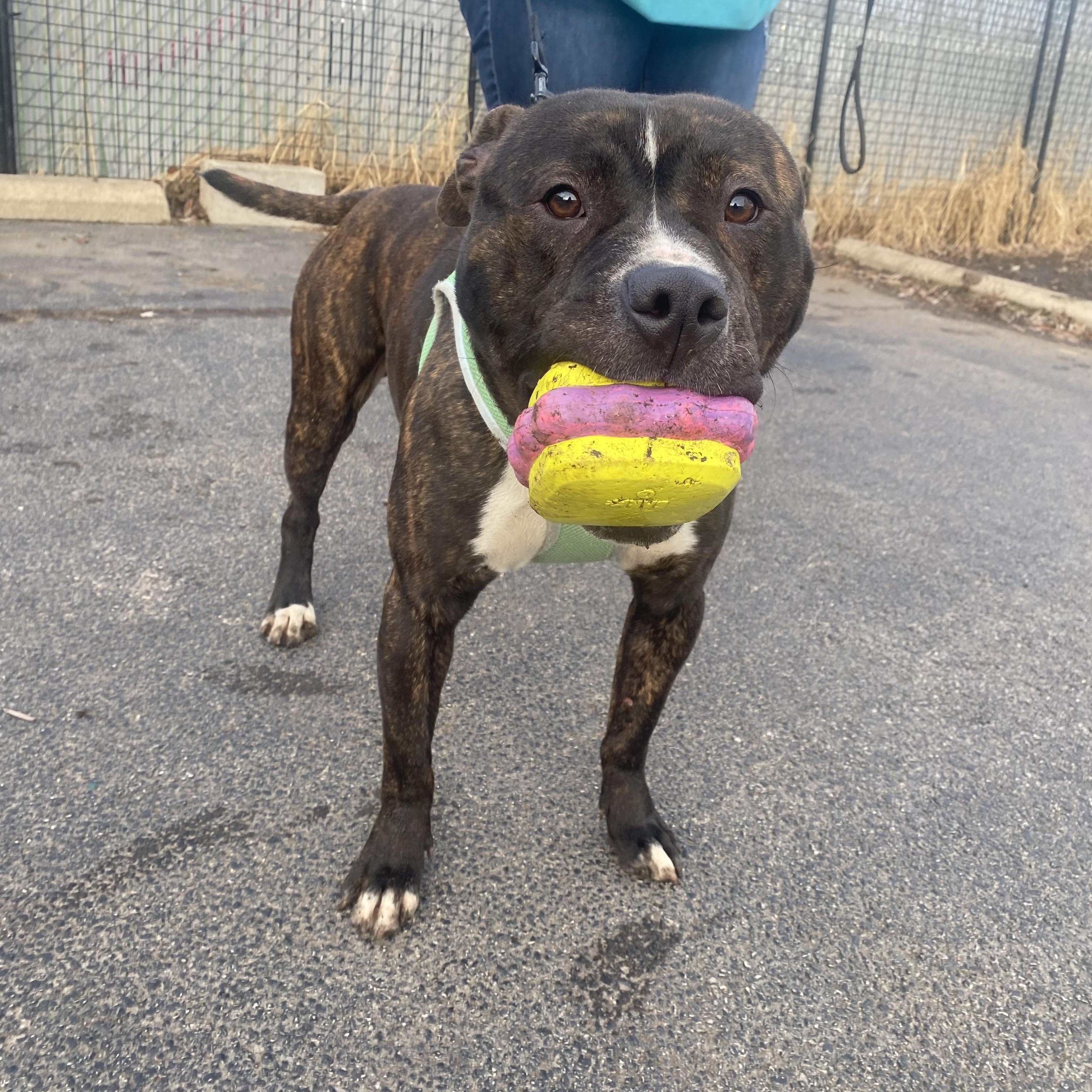Enlarge Tyson , a ADOPTABLE mixed breed in Plainfield, IL image 5/6