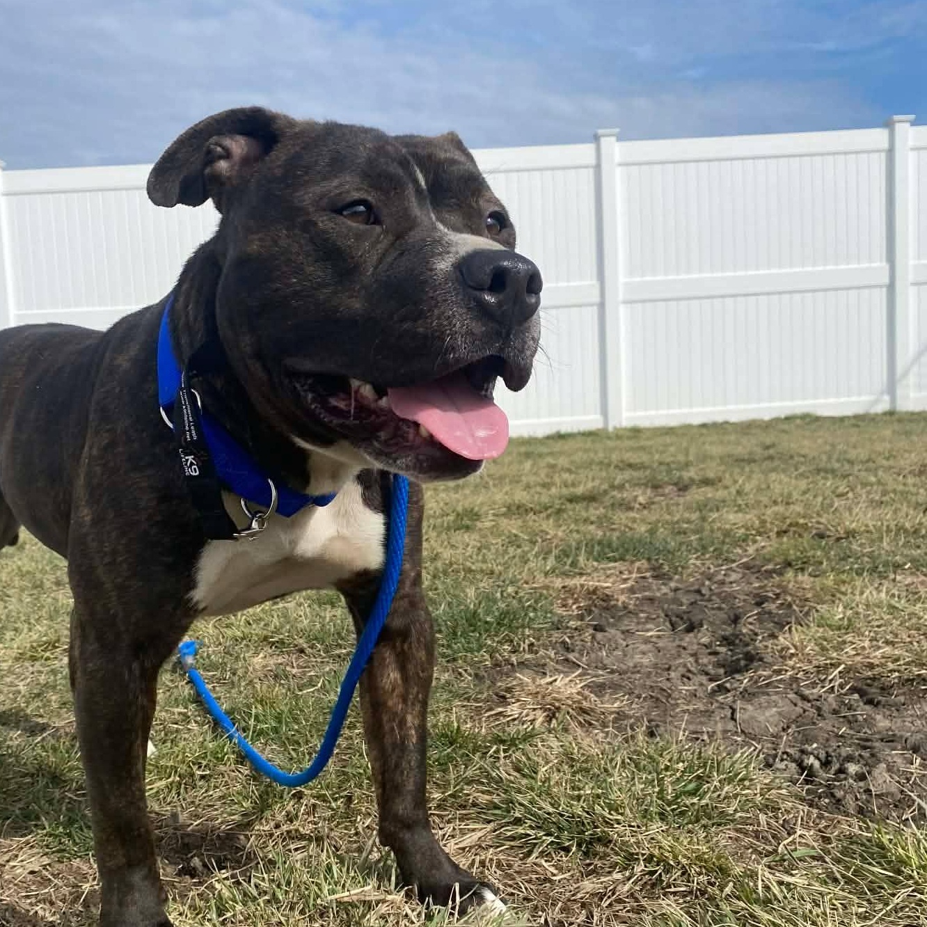 Enlarge Tyson $0 adoption fee , a ADOPTABLE mixed breed in Minooka, IL image 6/6