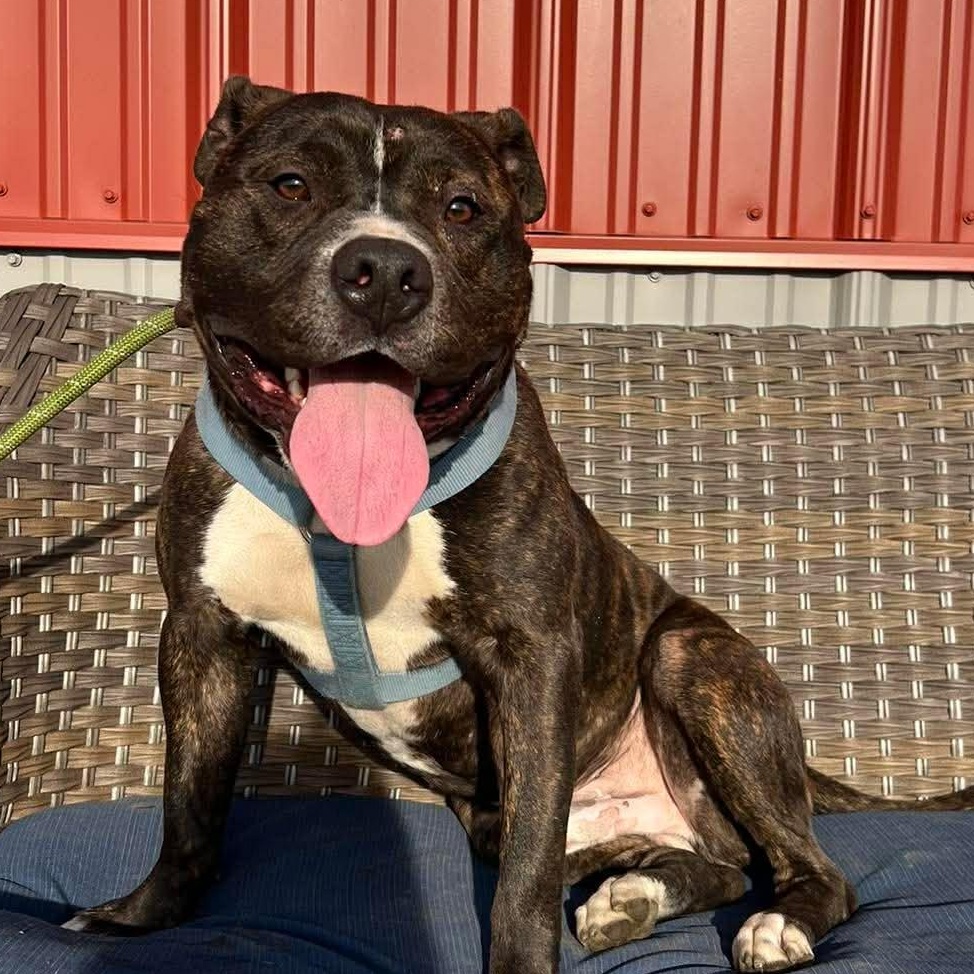 Enlarge Tyson $0 adoption fee , a ADOPTABLE mixed breed in Minooka, IL image 2/5