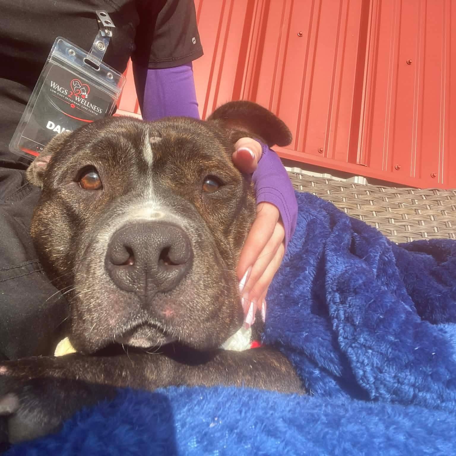 Enlarge Tyson $0 adoption fee , a ADOPTABLE mixed breed in Minooka, IL image 4/5