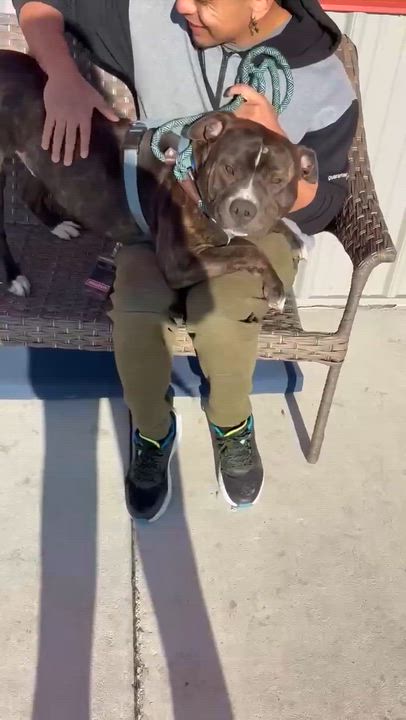 Enlarge Tyson $0 adoption fee , a ADOPTABLE mixed breed in Minooka, IL video 5/5