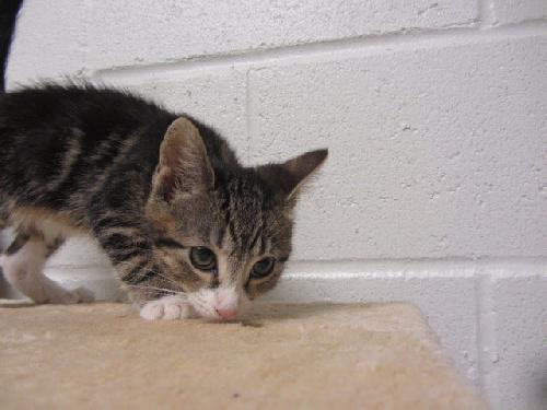 Claudia, Adopted, Young Female Domestic Short Hair.