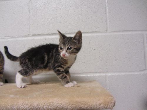 Enlarge Claudia, a Adopted Domestic Short Hair in Brick, NJ image 2/3