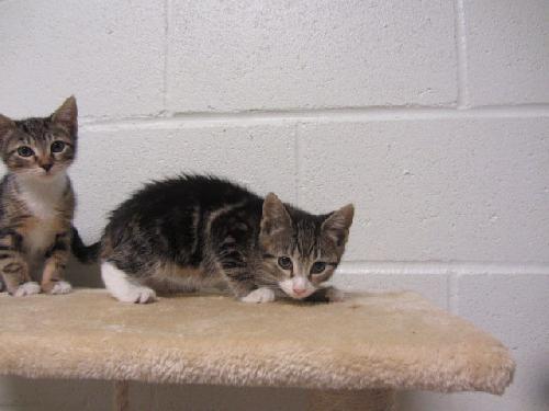 Enlarge Claudia, a Adopted Domestic Short Hair in Brick, NJ image 3/3