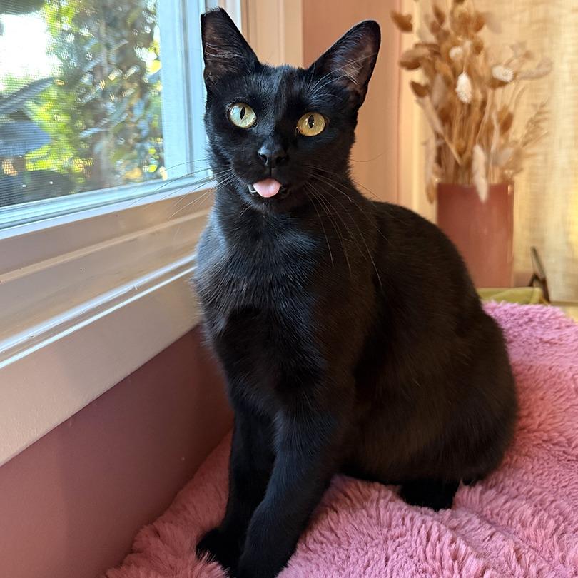 Polly Jean — thumbnail 2