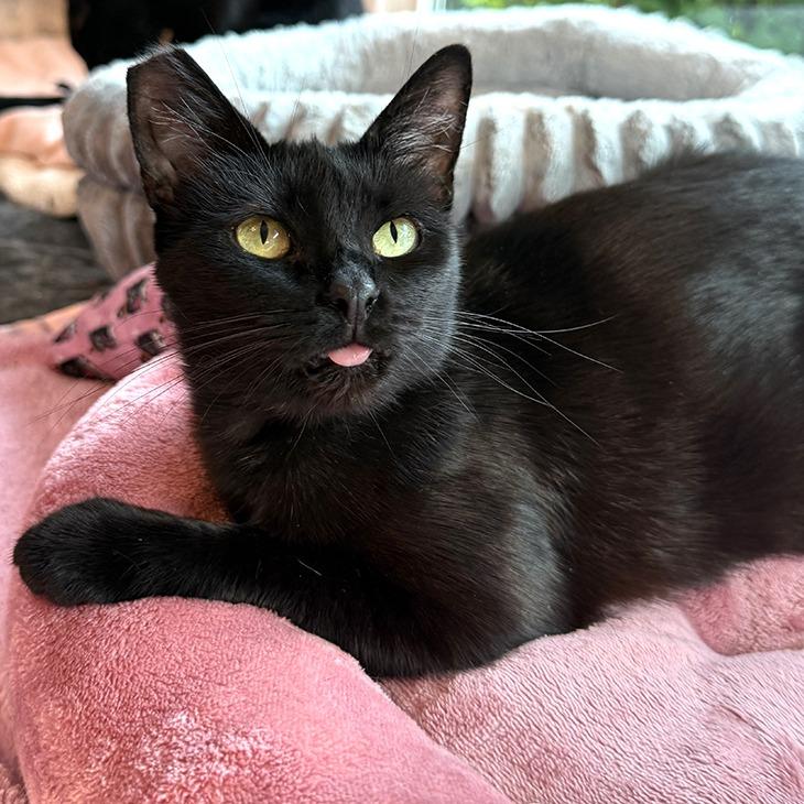 Polly Jean — thumbnail 3