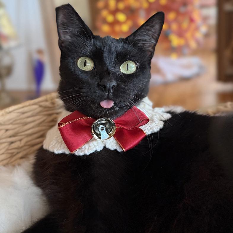 Polly Jean — thumbnail 4