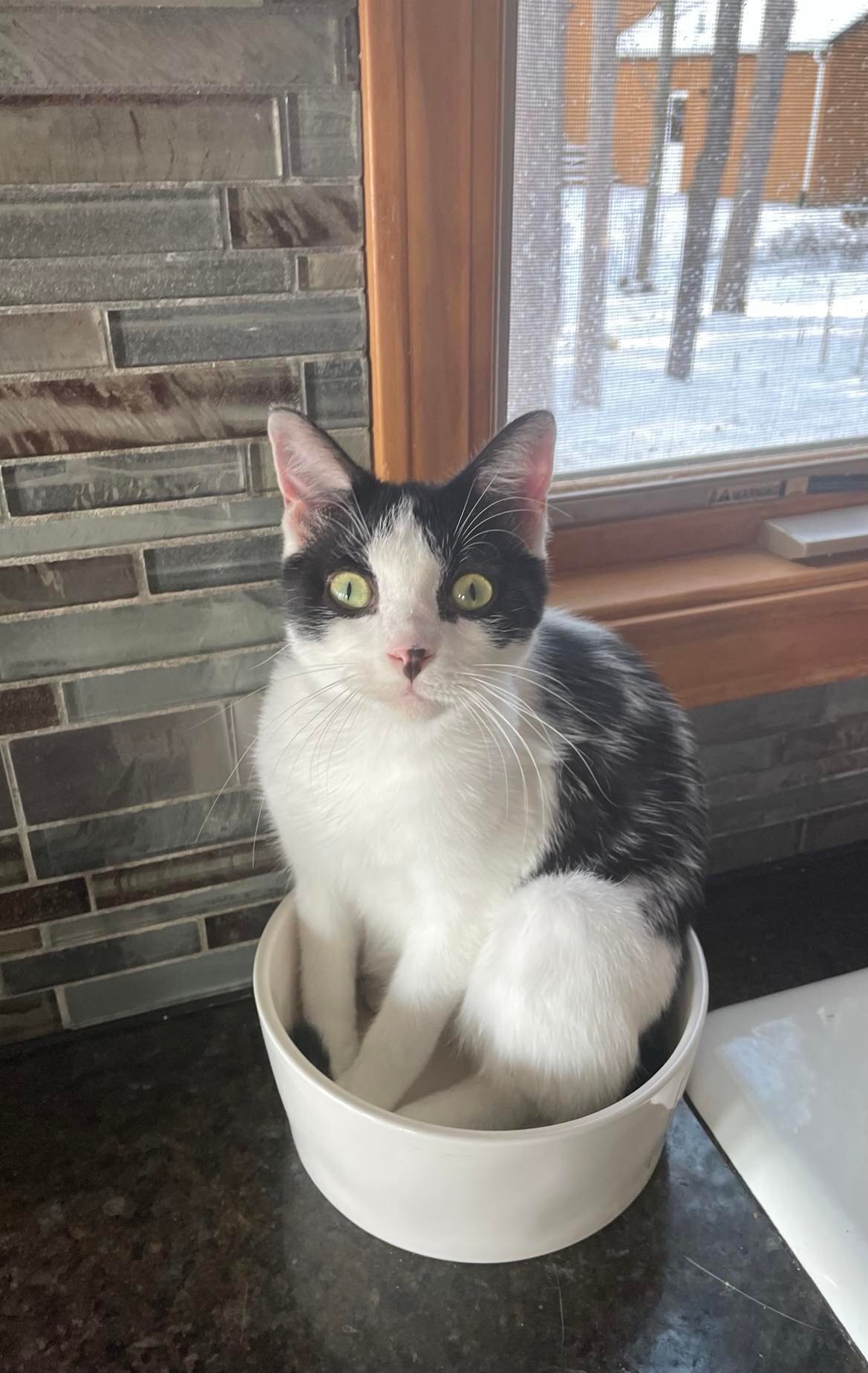 Pepe, Adoptable, Adult Male Domestic Short Hair.