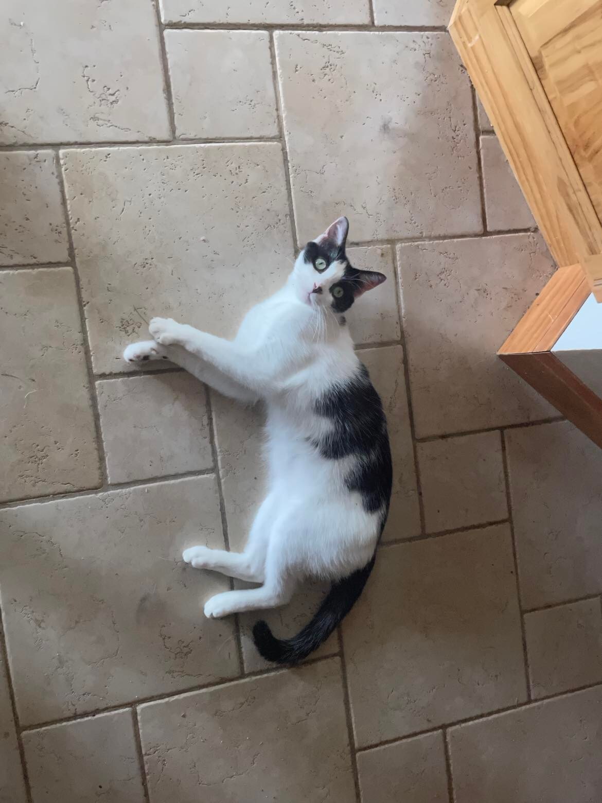 Pepe, a Adoptable mixed breed in Midland, MI image 3/11