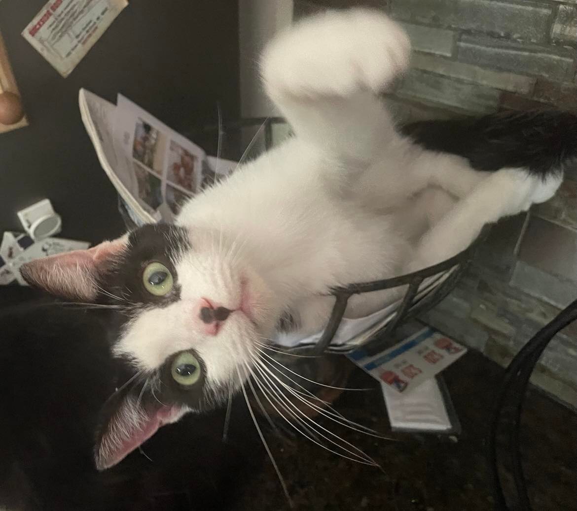 Pepe, a Adoptable mixed breed in Midland, MI image 4/11