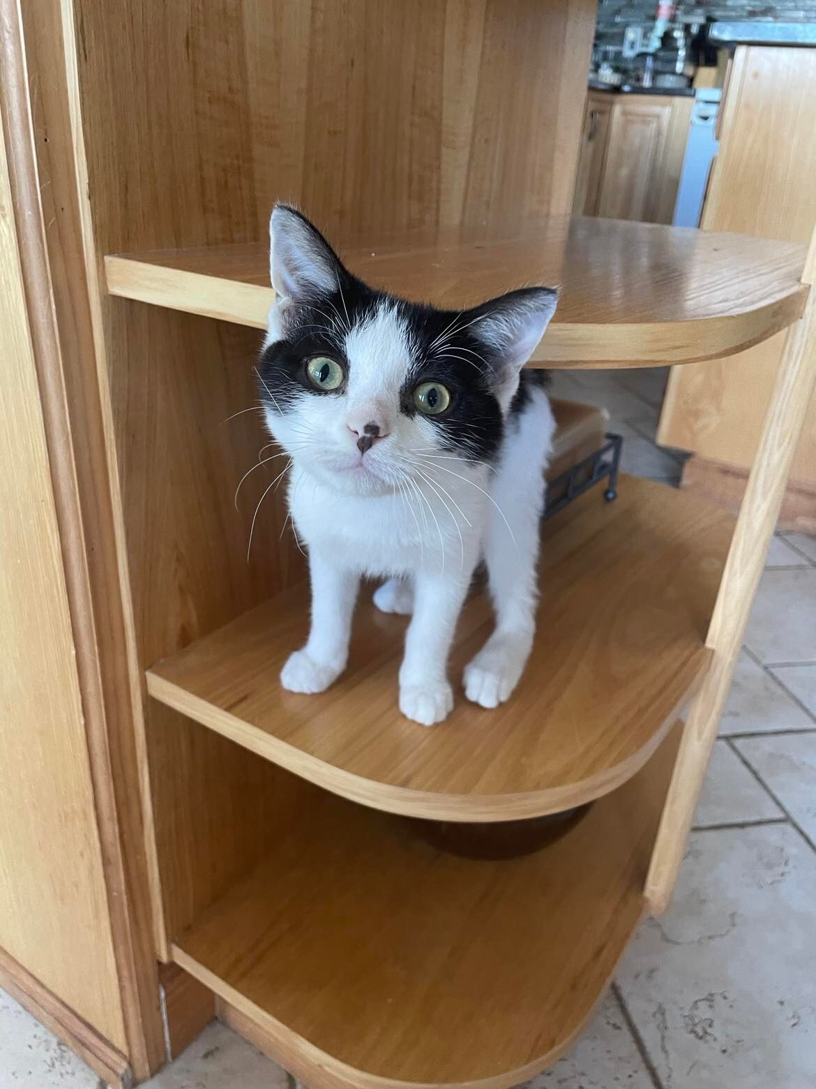 Pepe, a Adoptable mixed breed in Midland, MI image 5/11