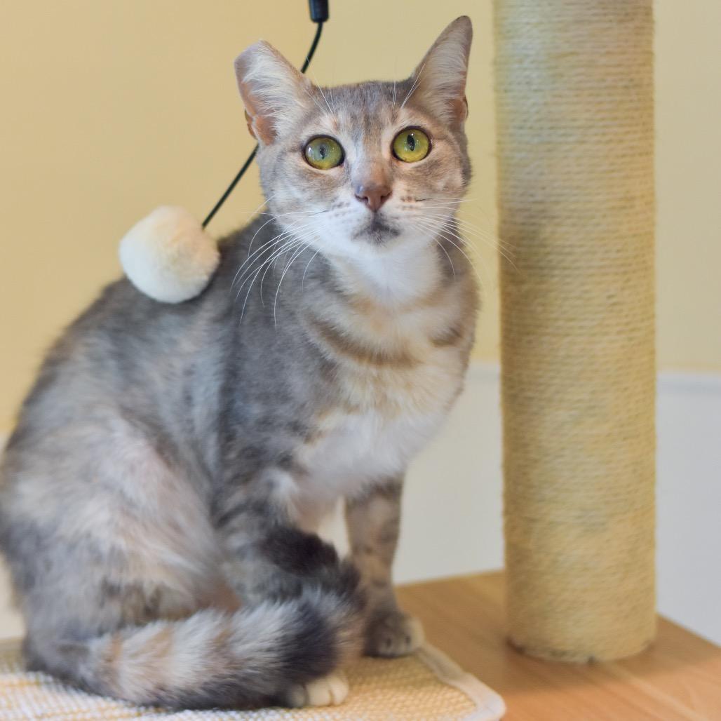 Kaia, Adoptable, Young Female Domestic Short Hair.