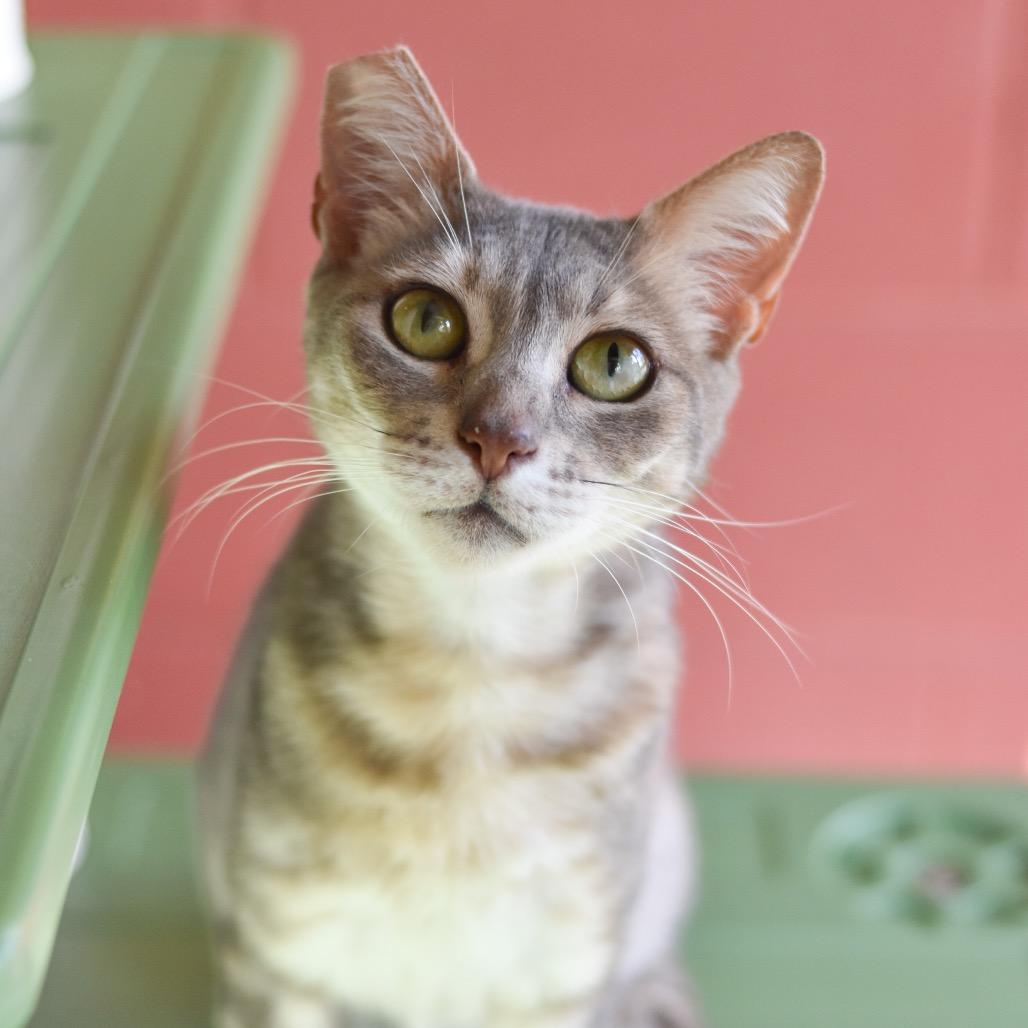 Kaia, a Adoptable Domestic Short Hair in Kailua Kona, HI image 2/3