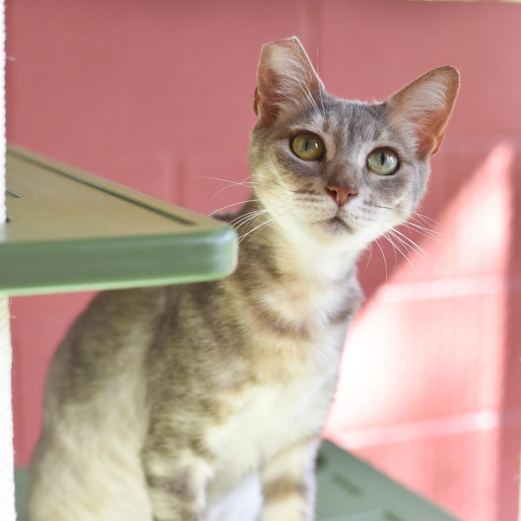 Kaia, a Adoptable Domestic Short Hair in Kailua Kona, HI image 3/3