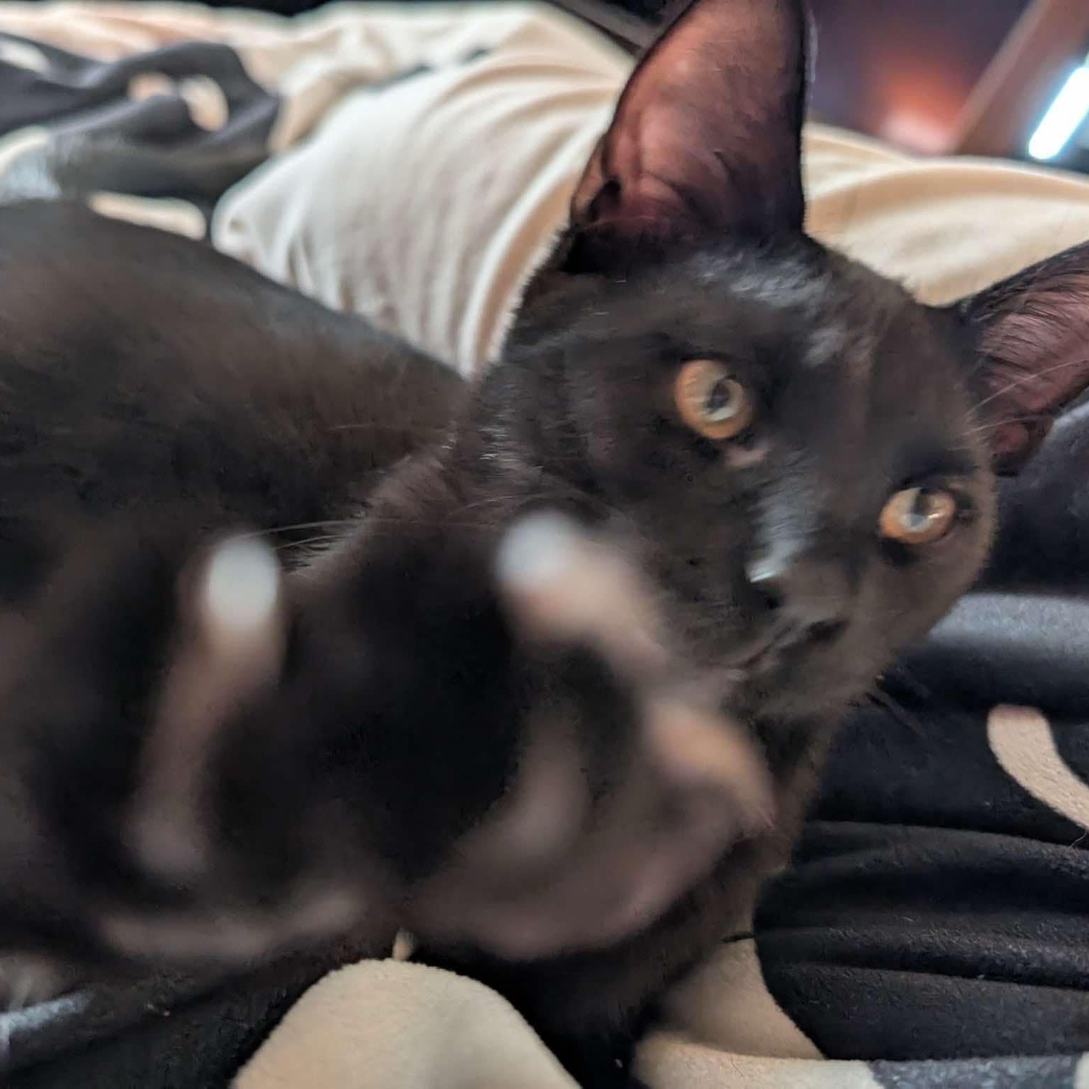 Enlarge Rocco, a Adoptable Domestic Short Hair in Delta, OH image 5/6