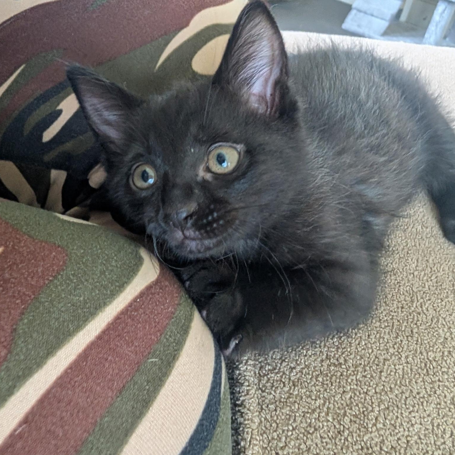 Rocco, Baby Male Domestic Short Hair