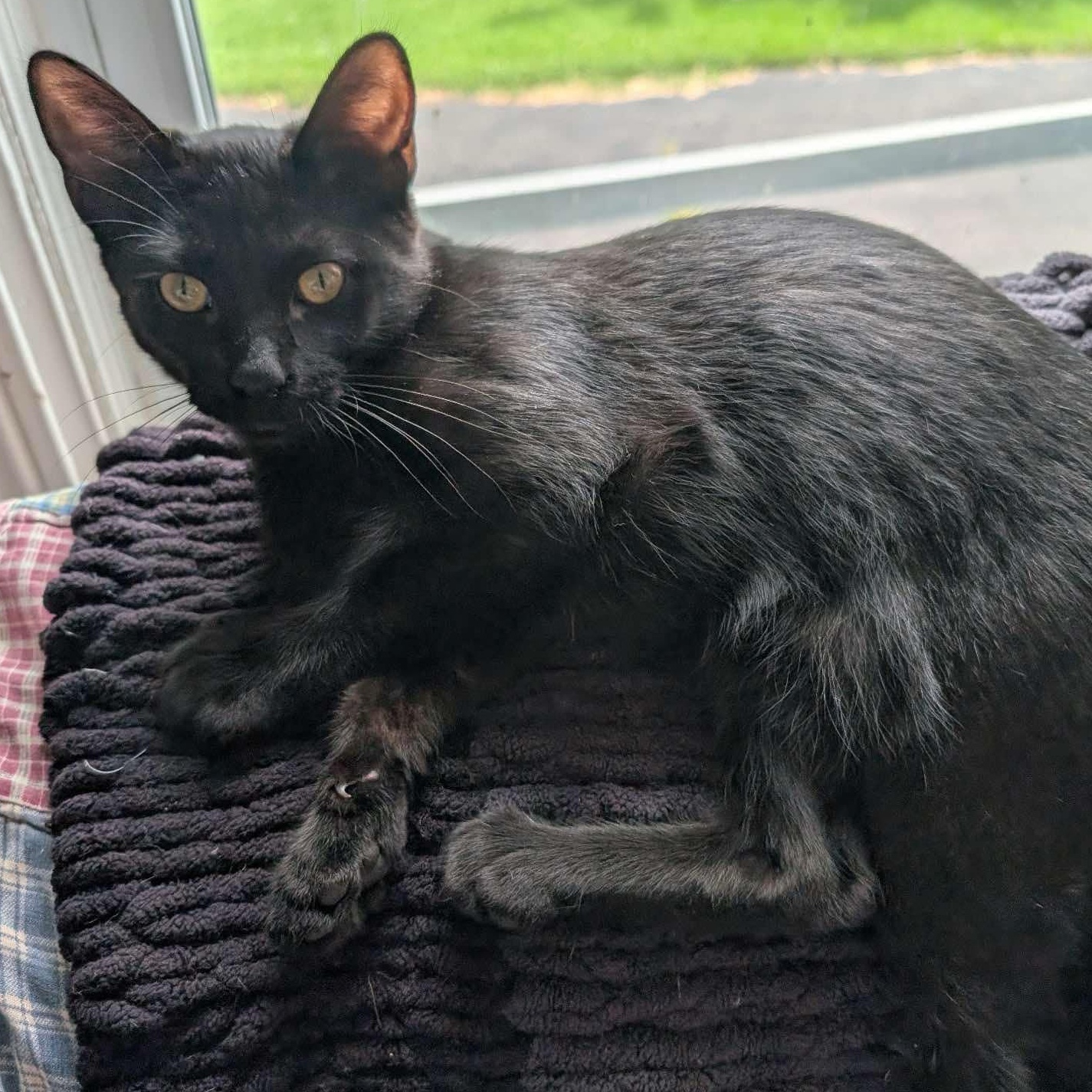 Enlarge Rocco, a Adoptable Domestic Short Hair in Delta, OH image 2/6