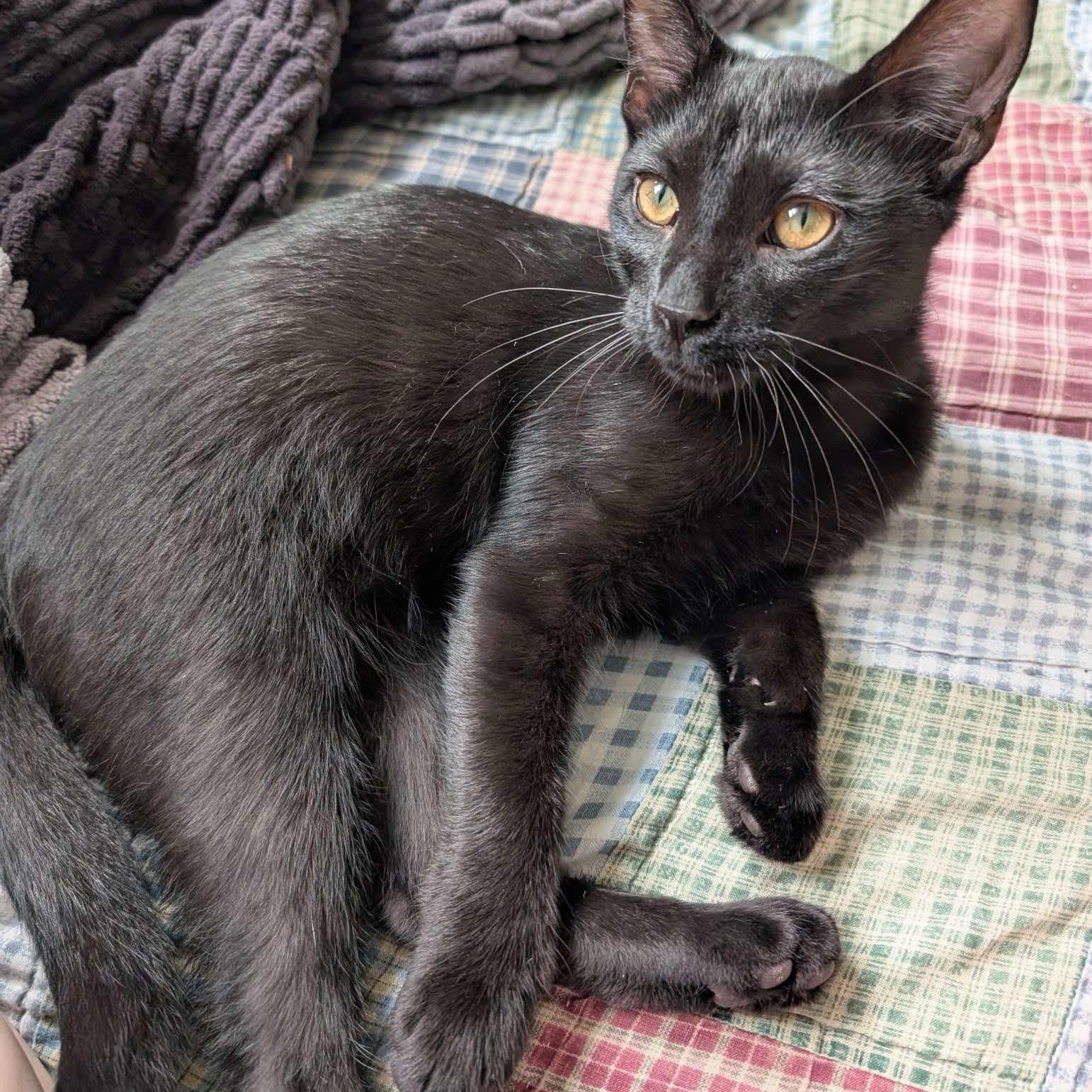 Enlarge Rocco, a Adoptable Domestic Short Hair in Delta, OH image 3/6