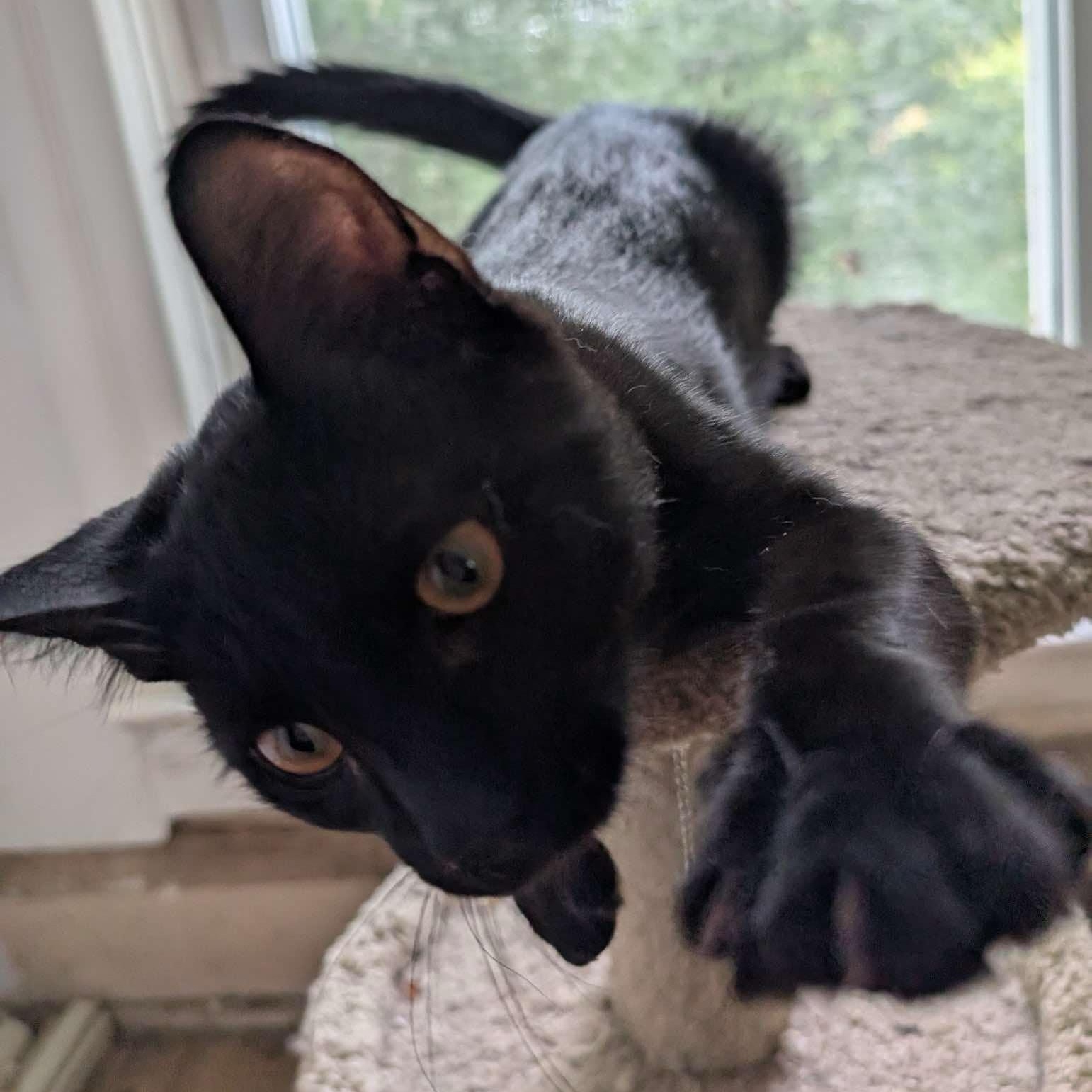 Enlarge Rocco, a Adoptable Domestic Short Hair in Delta, OH image 4/6