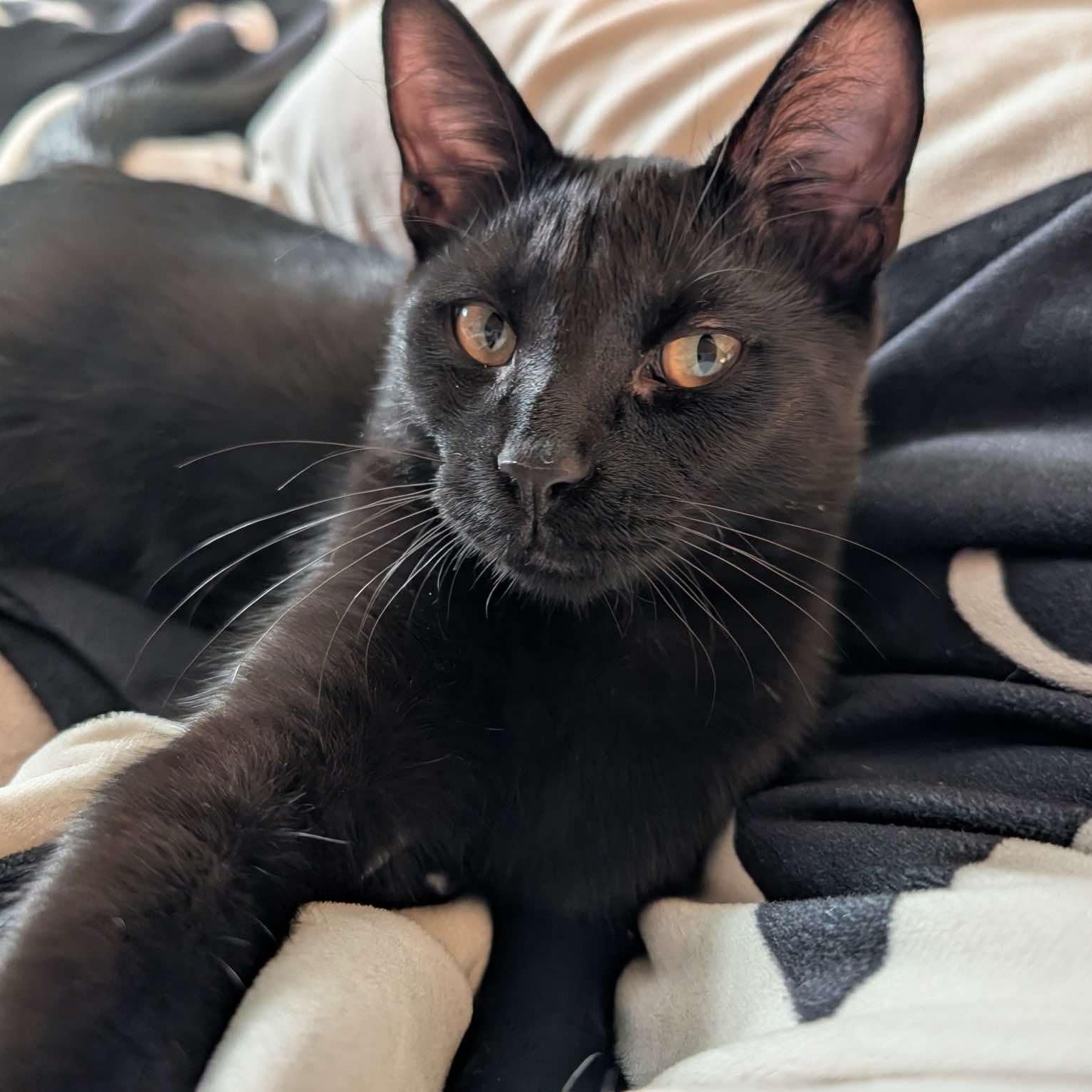 Enlarge Rocco, a Adoptable Domestic Short Hair in Delta, OH image 6/6