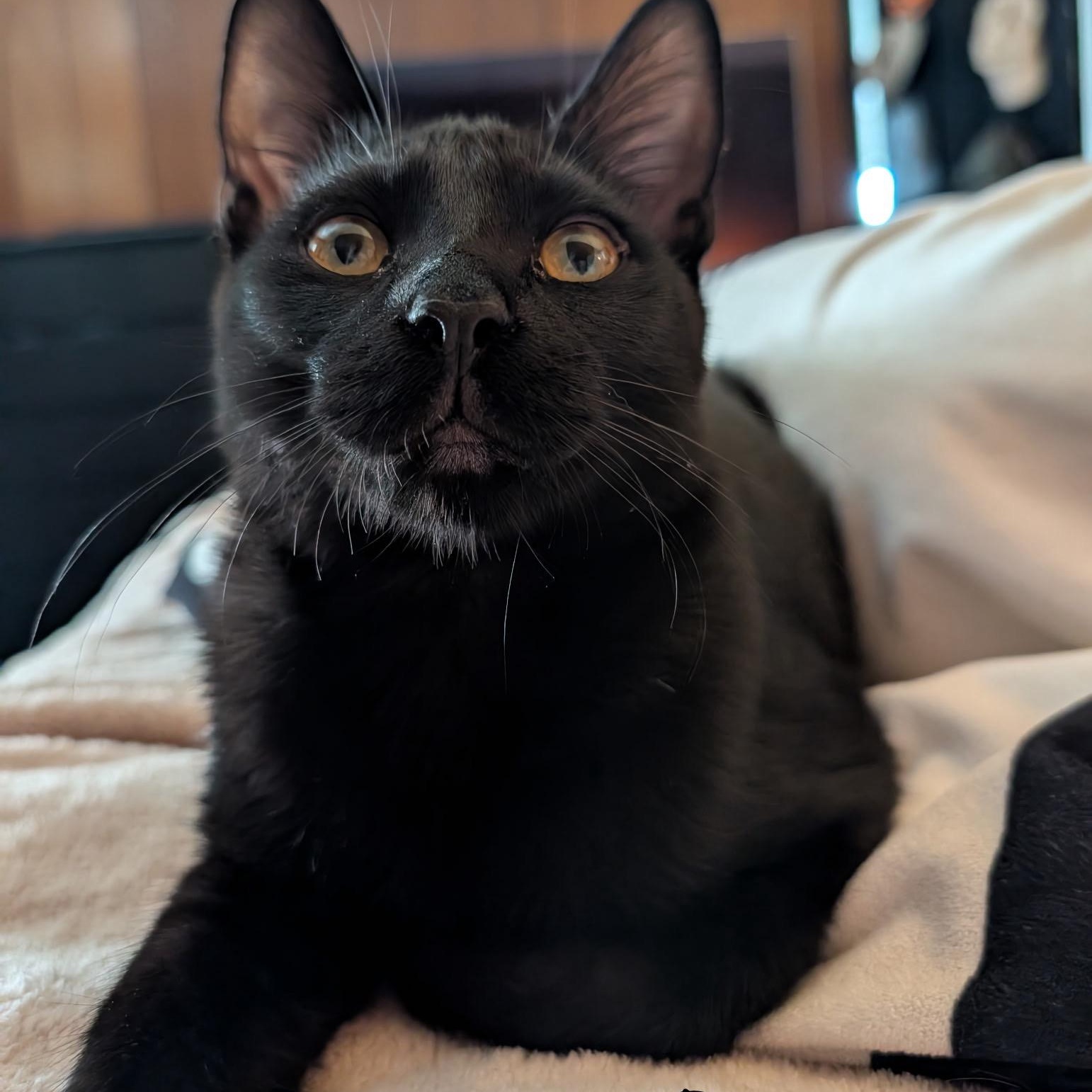 Enlarge Rocco, a Adoptable Domestic Short Hair in Delta, OH image 1/6