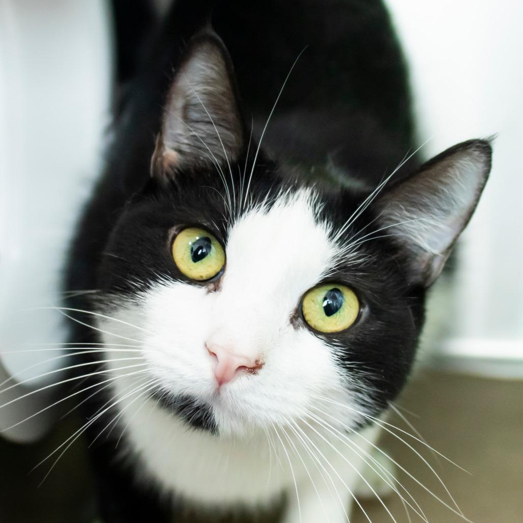 Enlarge Checkers, a Adoptable Domestic Short Hair in Middletown, RI image 1/1